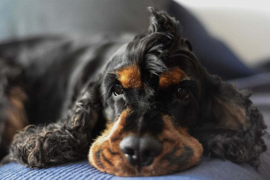 cocker spaniel angielski pies śpi na kanapie