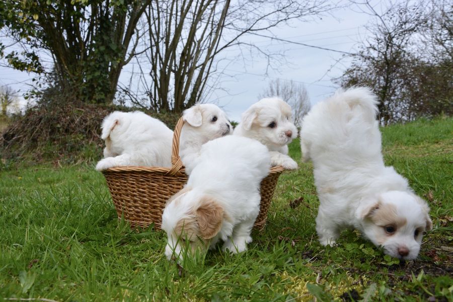 coton de tulear szczeniaki w koszu