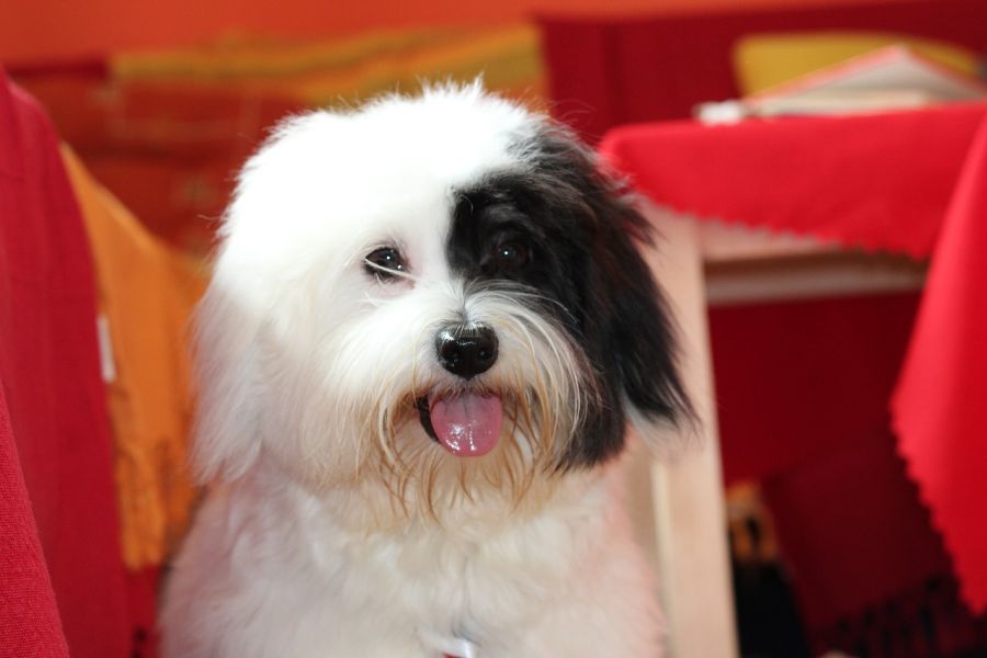 coton de tulear łaciaty