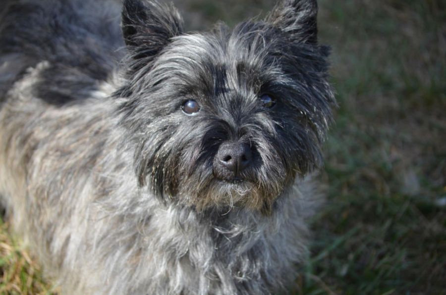 cairn terrier na trawie
