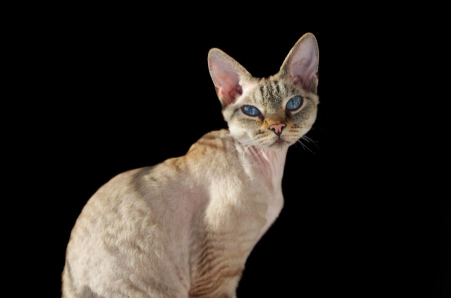 devon rex kot siedzi na czarnym tle