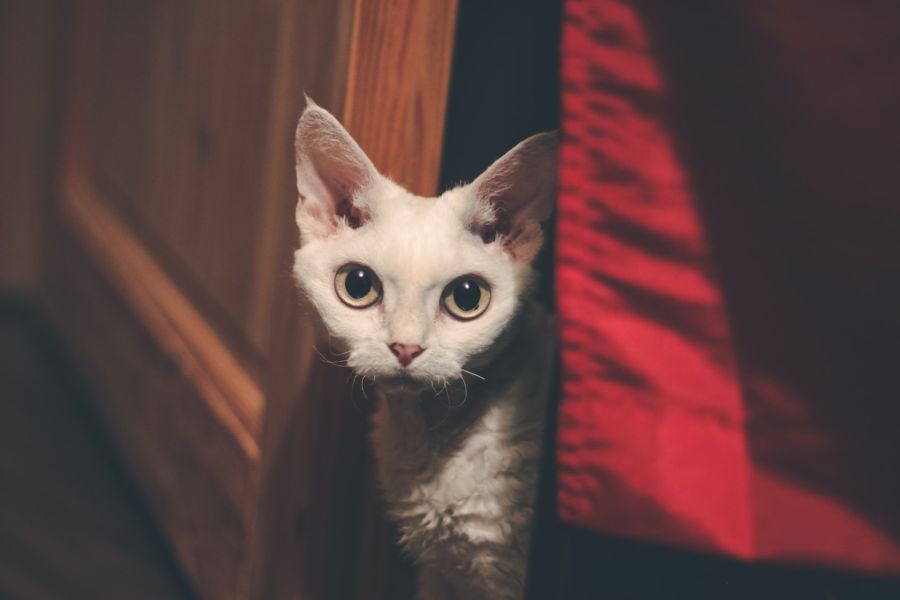 devon rex kot wygląda zza drzwi