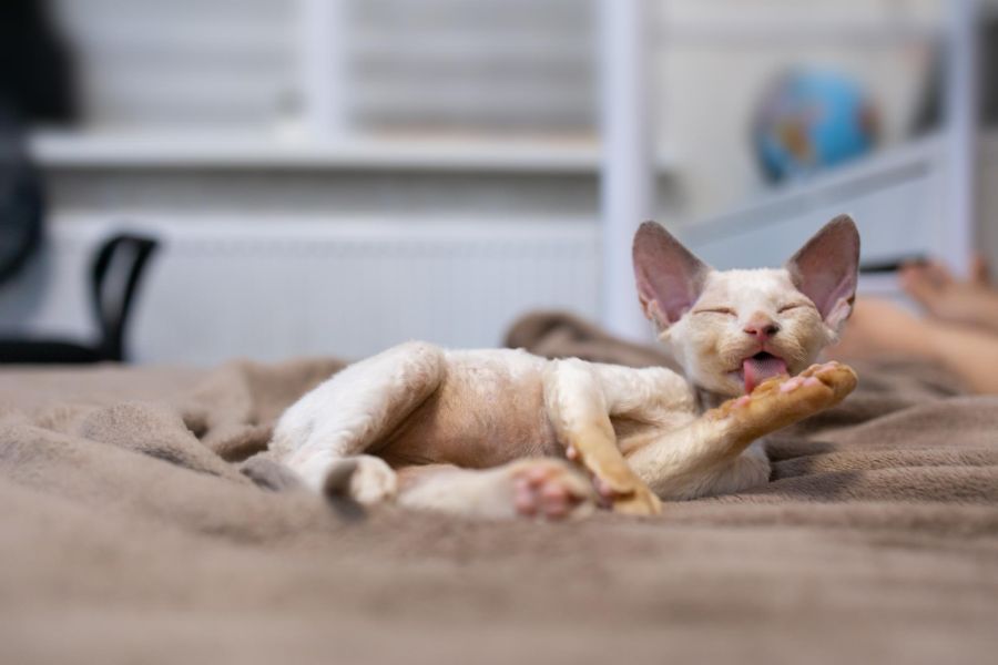 devon rex młody kot leży i liże łapkę