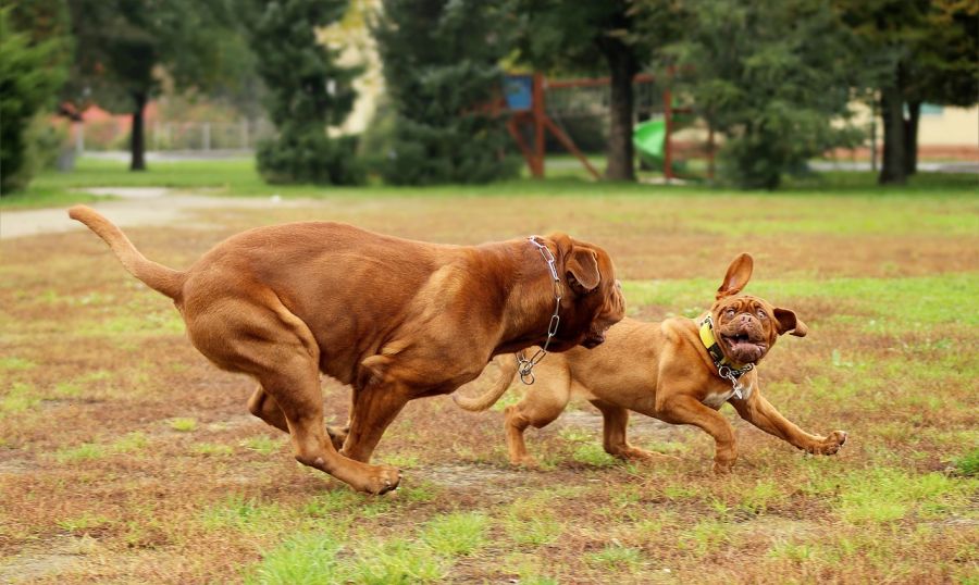 dogue de Bordeaux dorosły pies i szczeniak bawią się