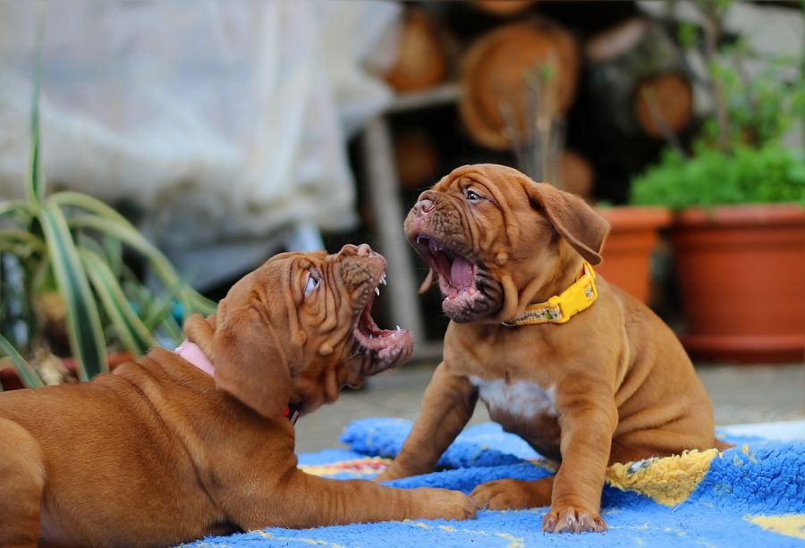 dogue de Bordeaux dwa szczeniaki bawią się na kocu