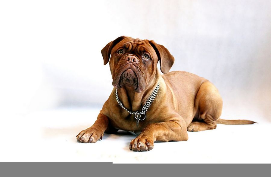 dogue de Bordeaux pies pozuje na białym tle