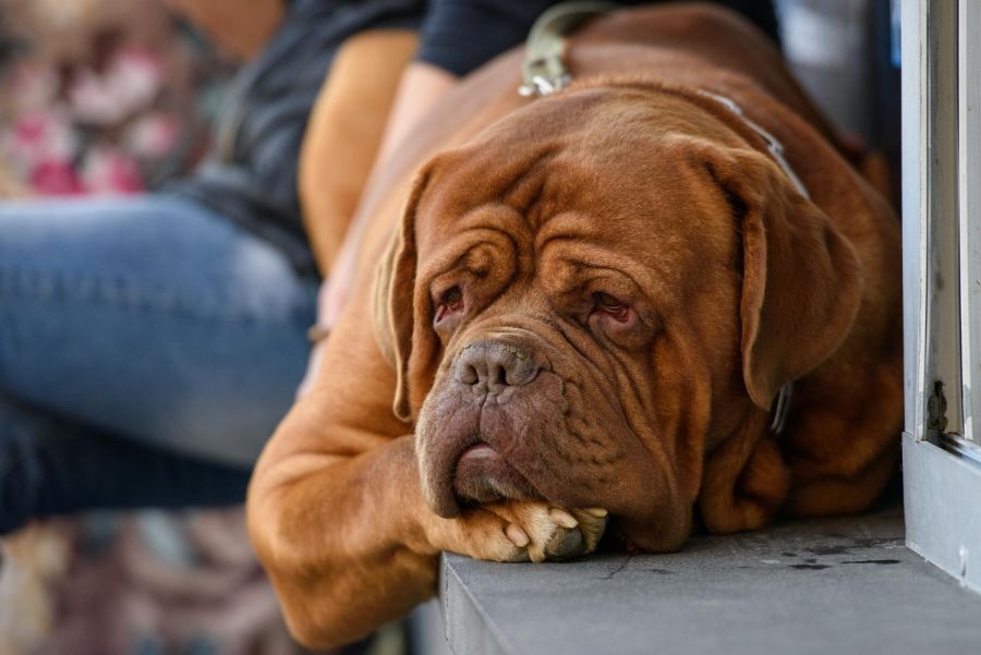 dogue de Bordeaux pies leży na chodniku