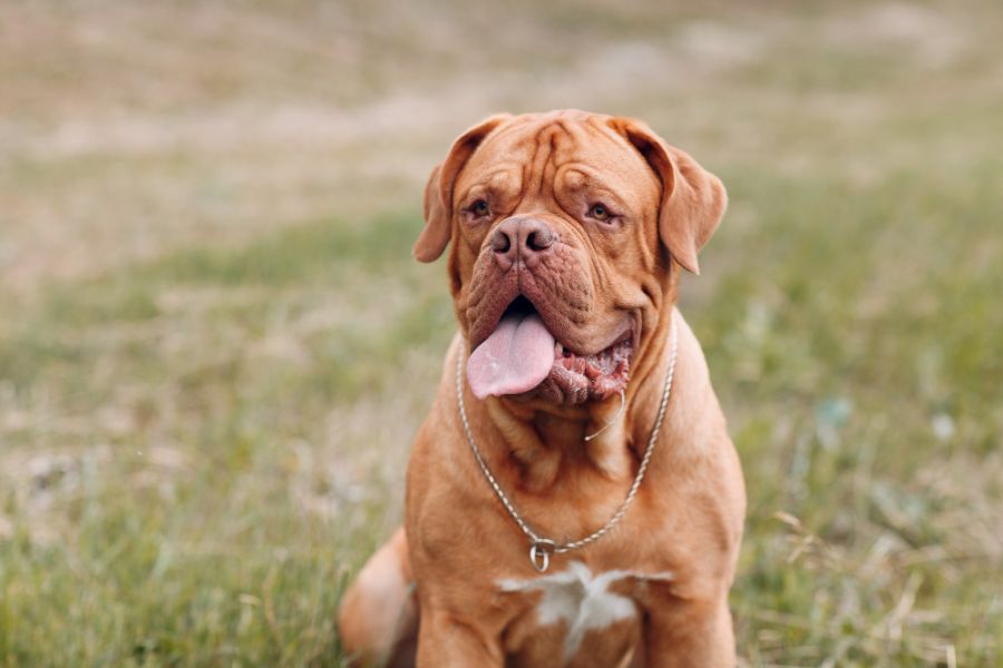 dogue de Bordeaux siedzi na trawie portret