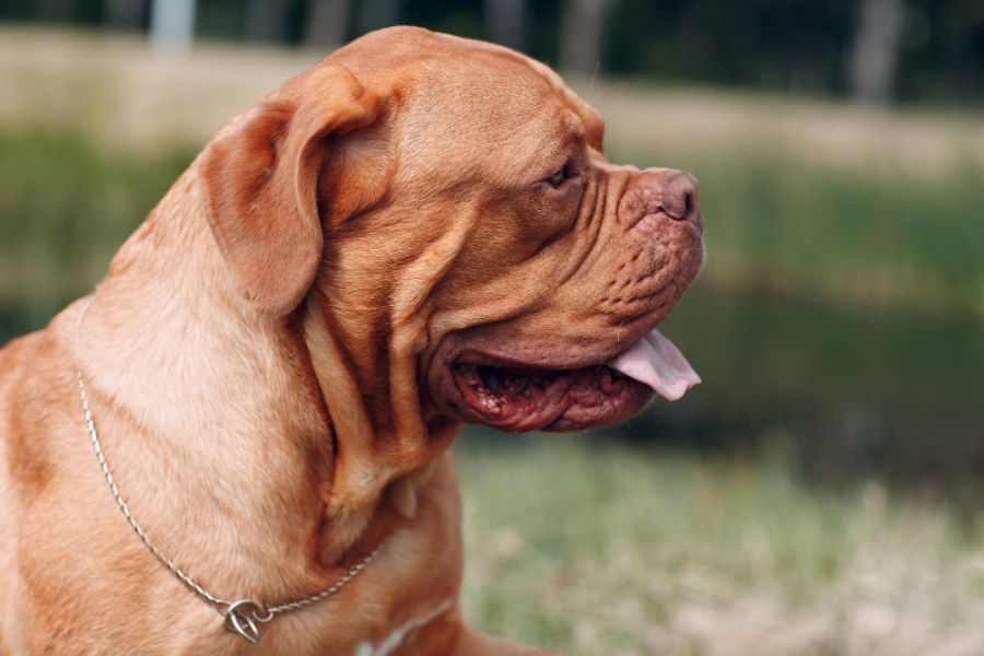 dogue de Bordeaux siedzi na trawniku bokiem