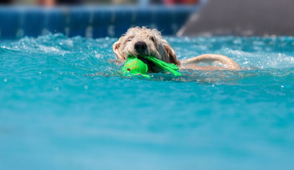 duże psy labradoodle