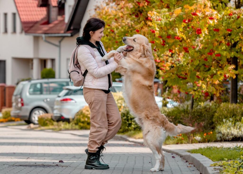 duże psy golden retriever