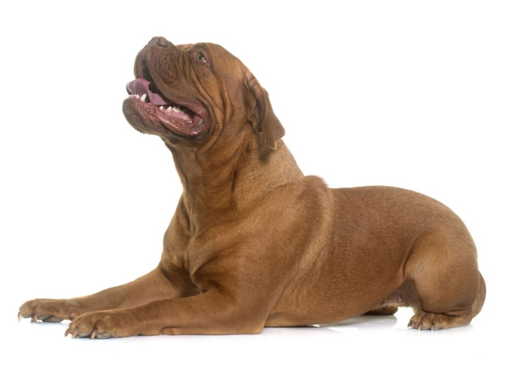 duży pies dogue de bordeaux