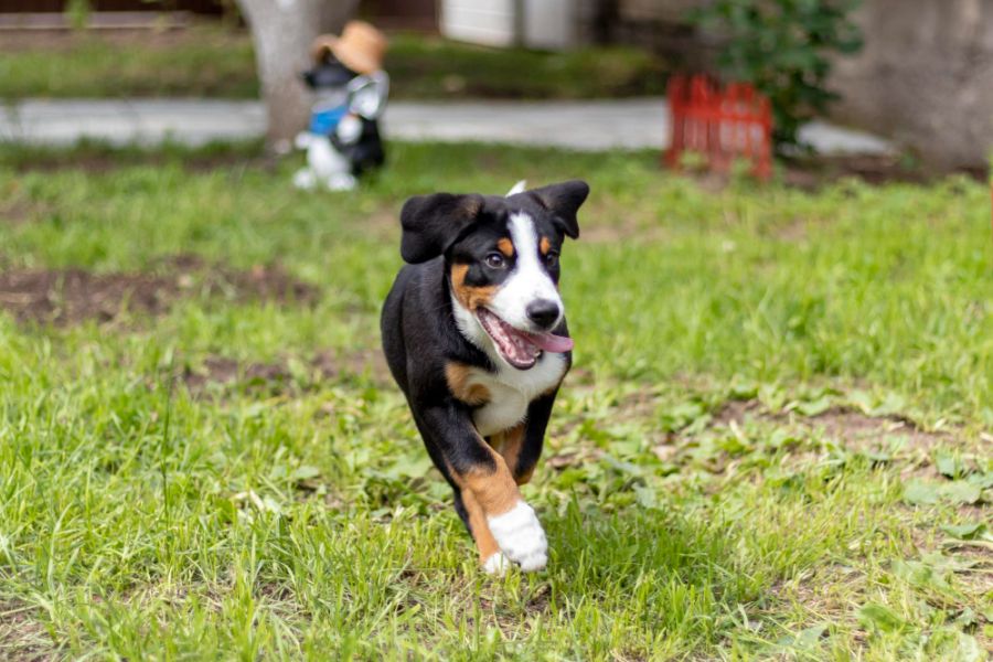 entlebucher biegnie po trawniku