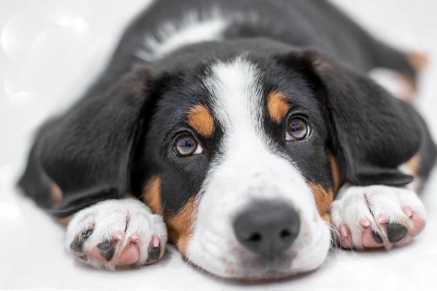 entlebucher szczeniak leży na białej podłodze