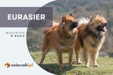 eurasier