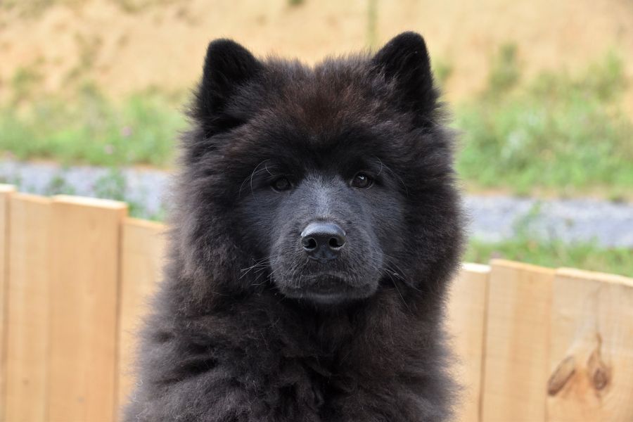 eurasier czarny pies na tle ogrodzenia