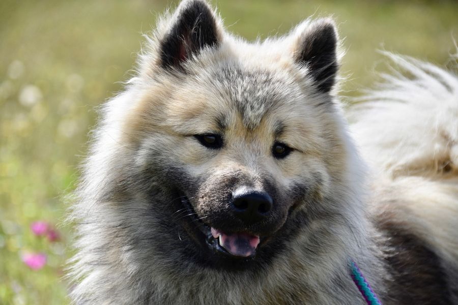 eurasier pies z czarną maską