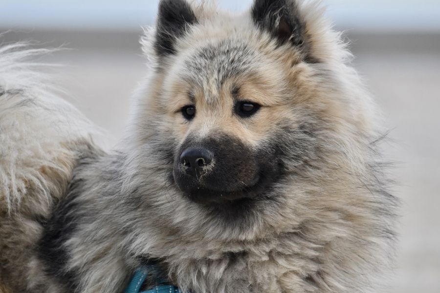 eurasier pies stoi i pozuje