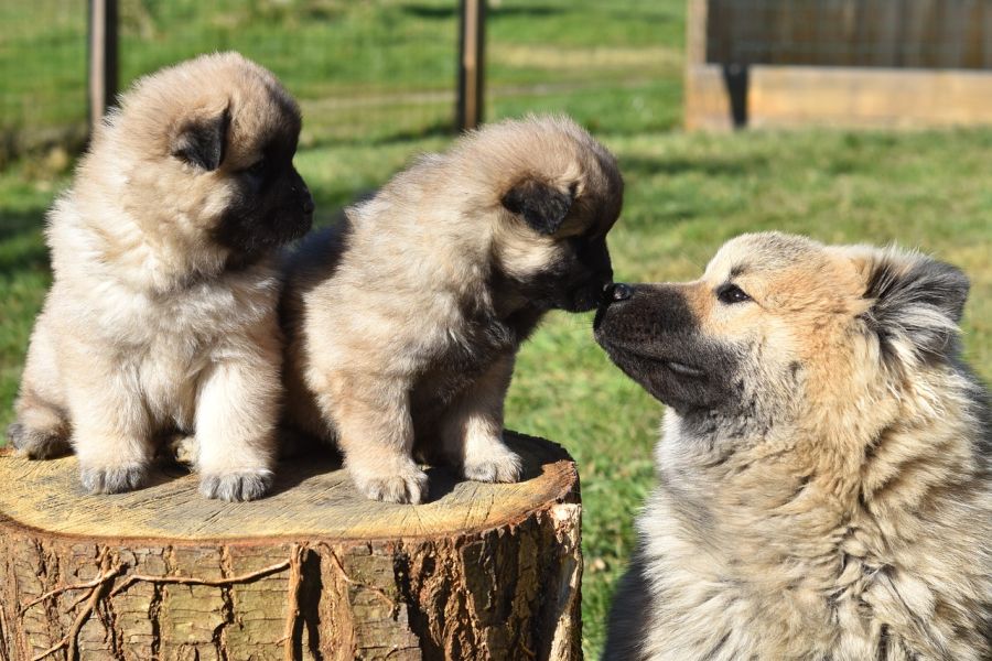 eurasier suka ze szczeniakami