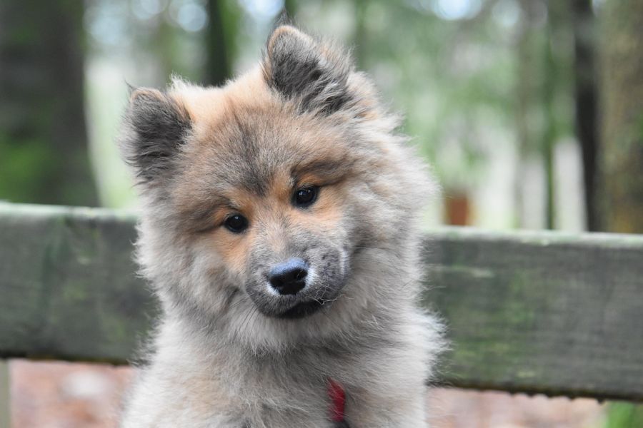 eurasier szczeniak na ławce