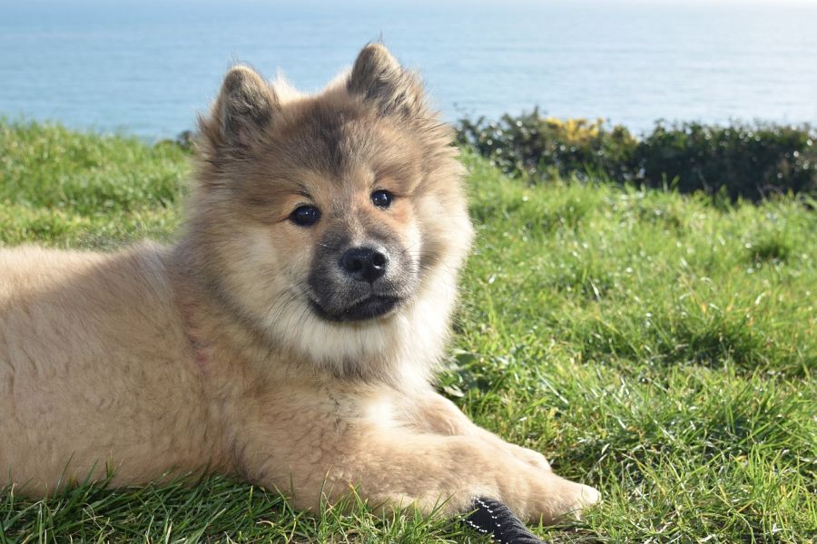 eurasier szczeniak na tle wody