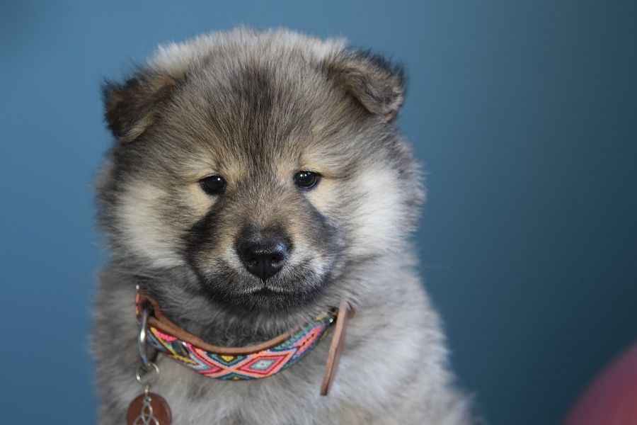 eurasier szczeniak w obroży