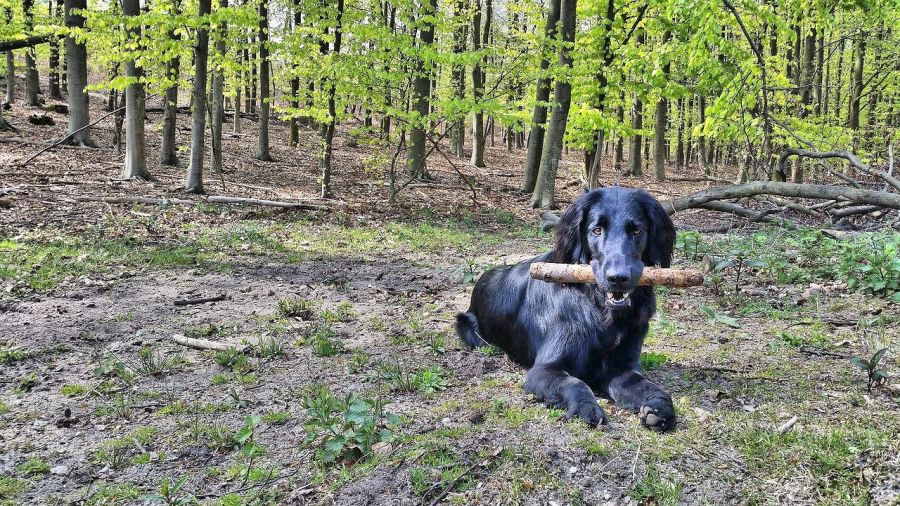 flat coated retriever leży w lesie