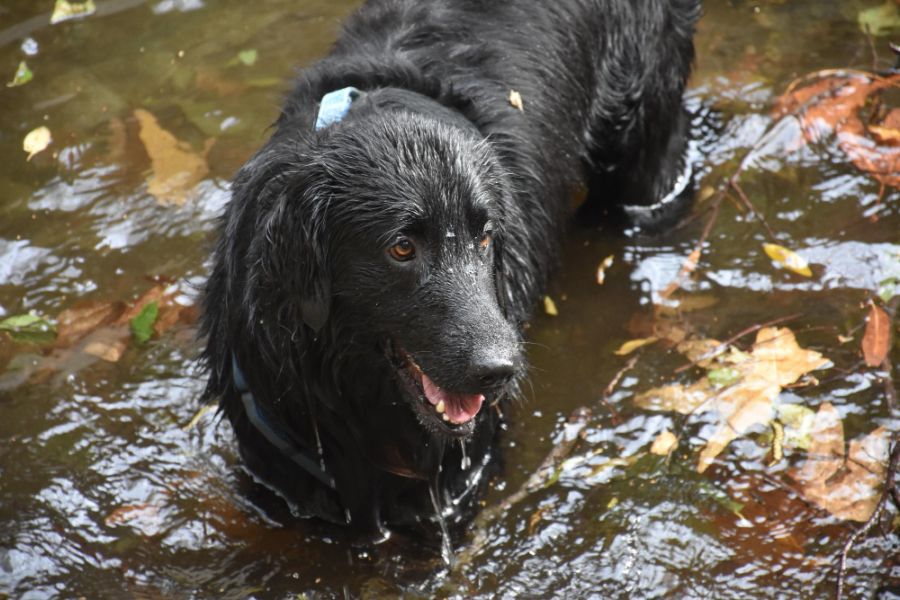 flat coated retriever w wodzie