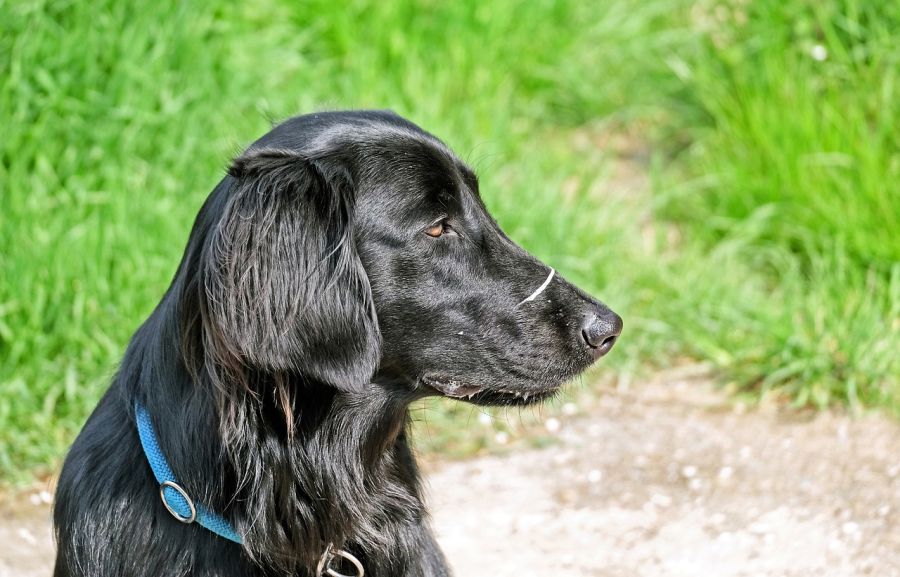 flat coated retriever na łące