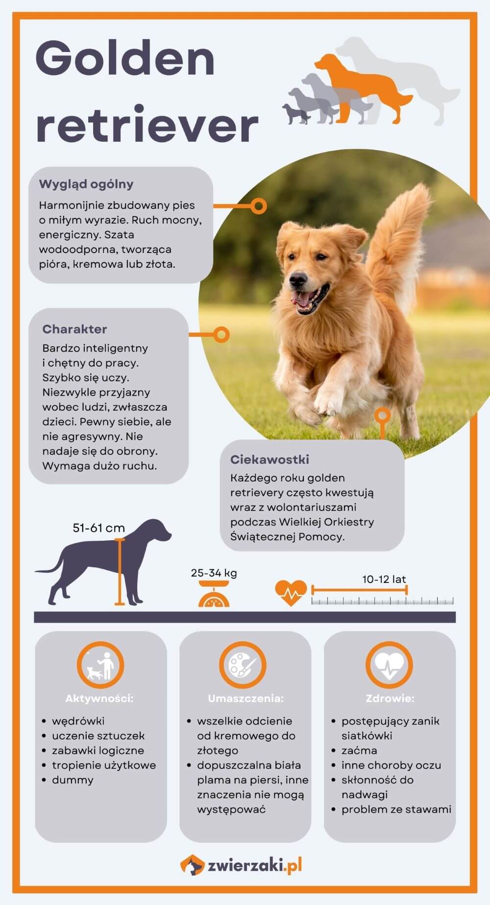 Golden retriever infografika