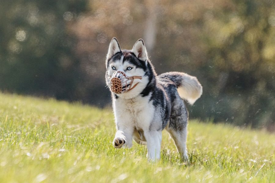 husky biegnie po łące