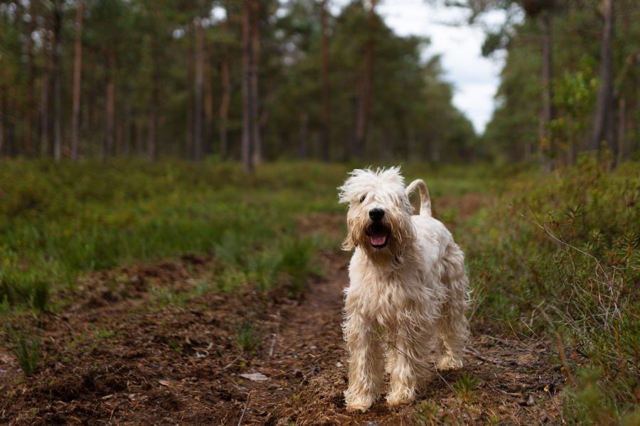 irish soft coated wheaten terrier stoi w lesie