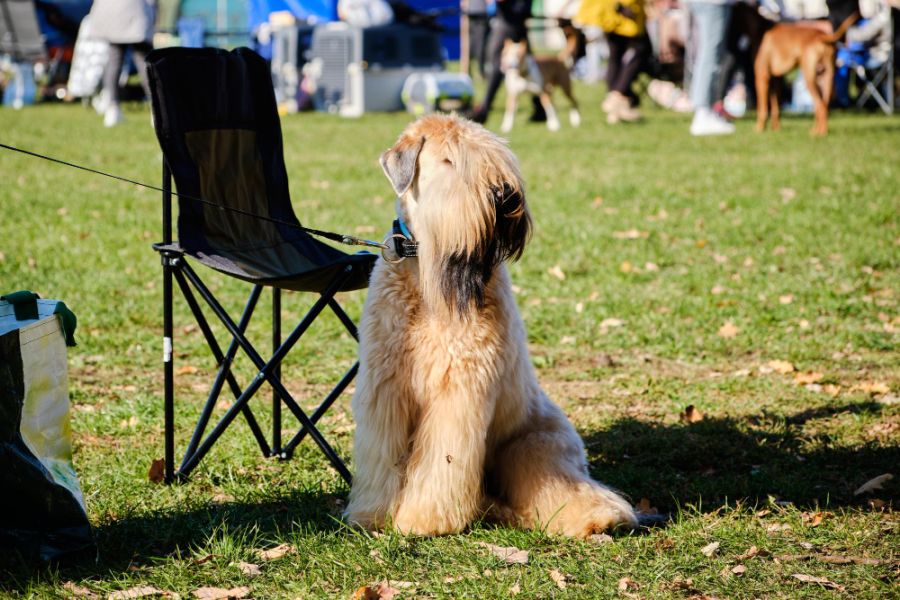 irish soft coated wheaten terrier siedzi koło krzesła na wystawie psów