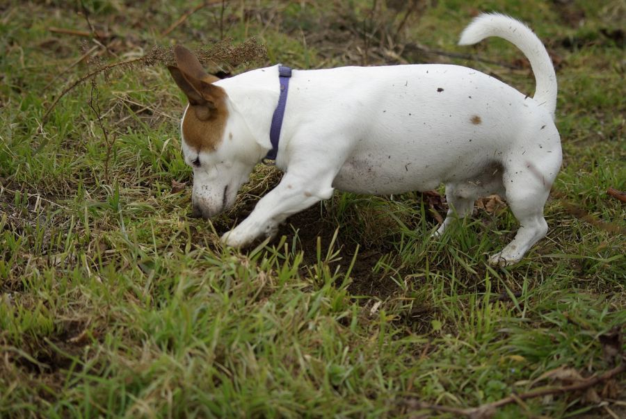 jack russell terrier gładkowłosy pies kopie w ziemi