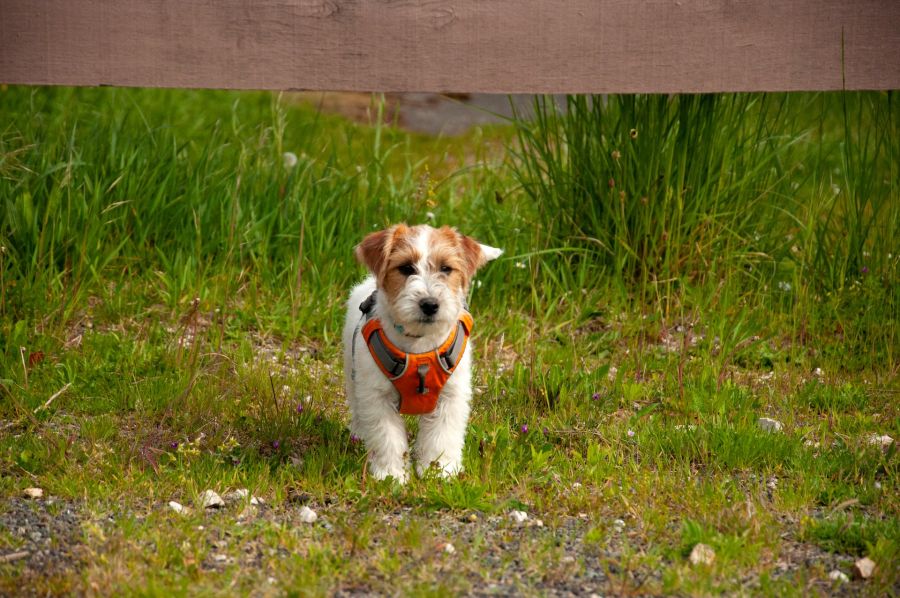 jack russell terrier szorstkowłosy szczeniak stoi na trawie