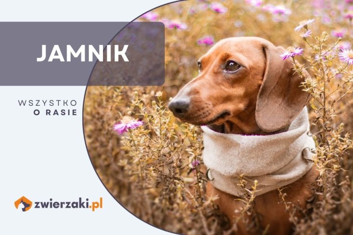 jamnik