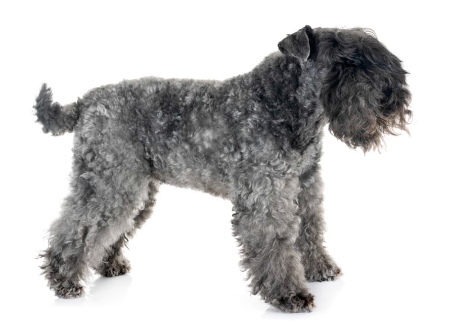 kerry blue terrier na białym tle