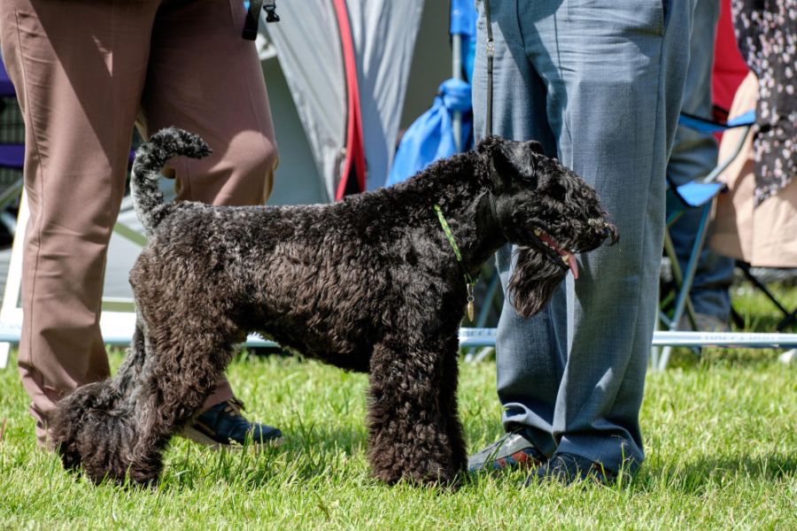 kerry blue terrier na wystawie psów