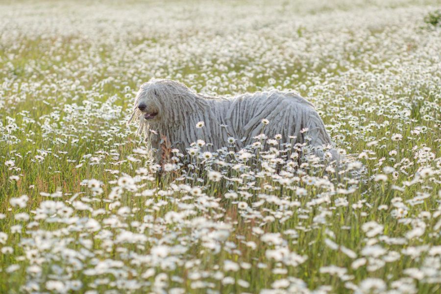 komondor na łące