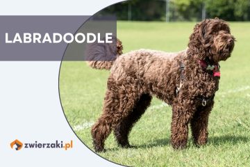 labradoodle