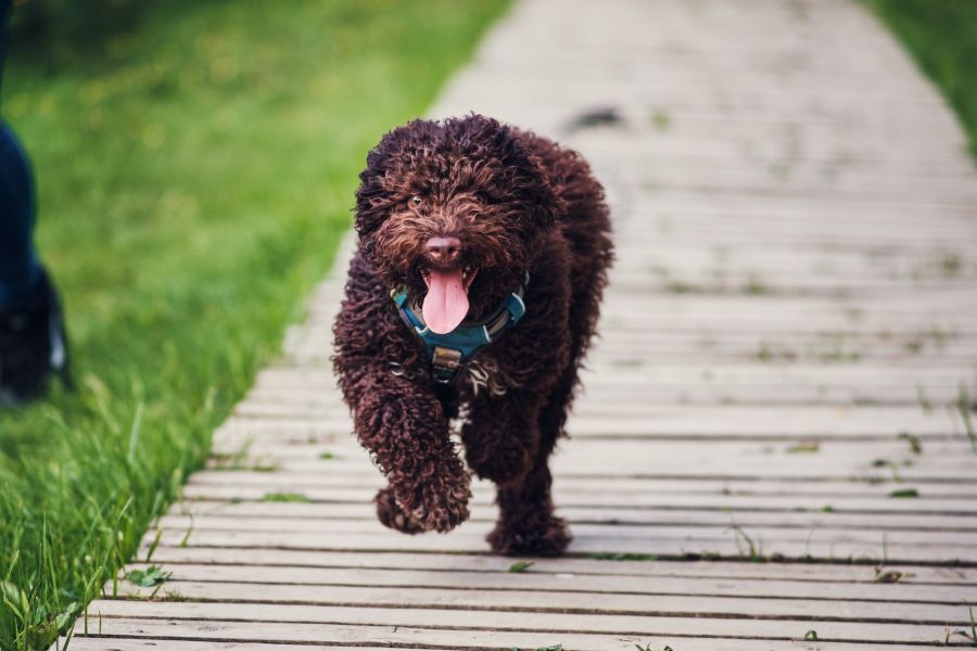 lagotto romangolo pies biegnie po drewnianym podeście