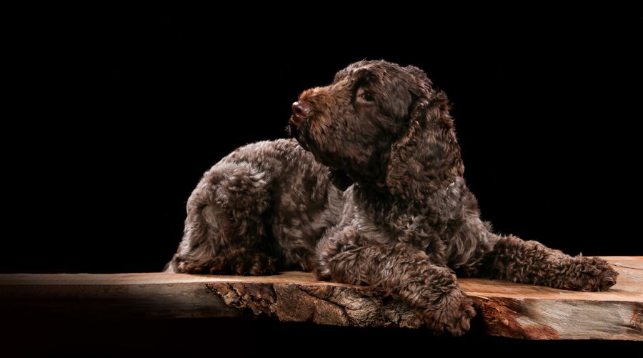 lagotto romangolo szczeniak leży na drewnianej desce