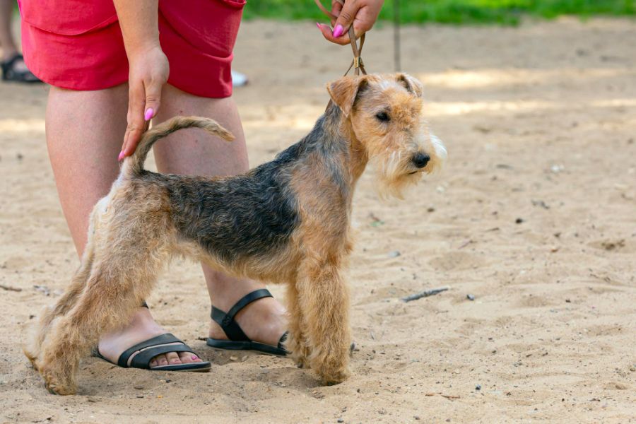 lakeland terrier prezentowany na wystawie