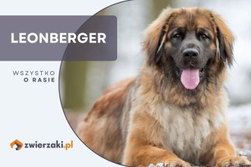 leonberger