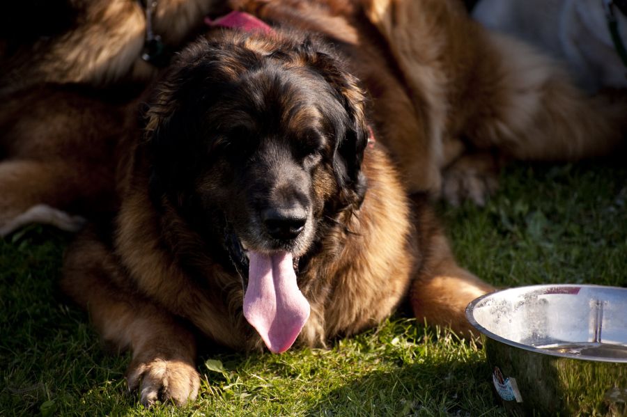 leonberger leży na trawie obok miski