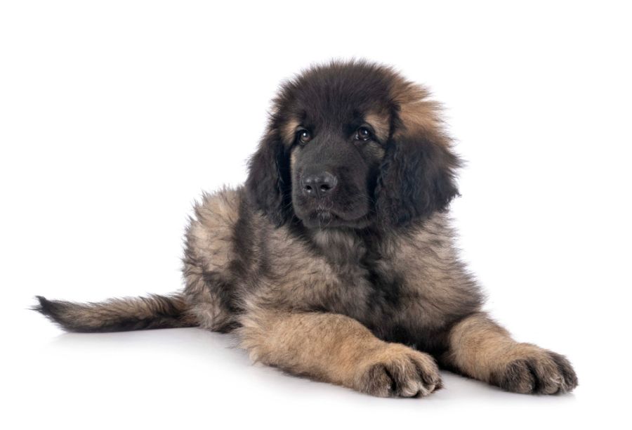 leonberger szczeniak leży na białym tle