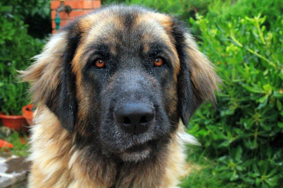 leonberger portret psa z czarną maską