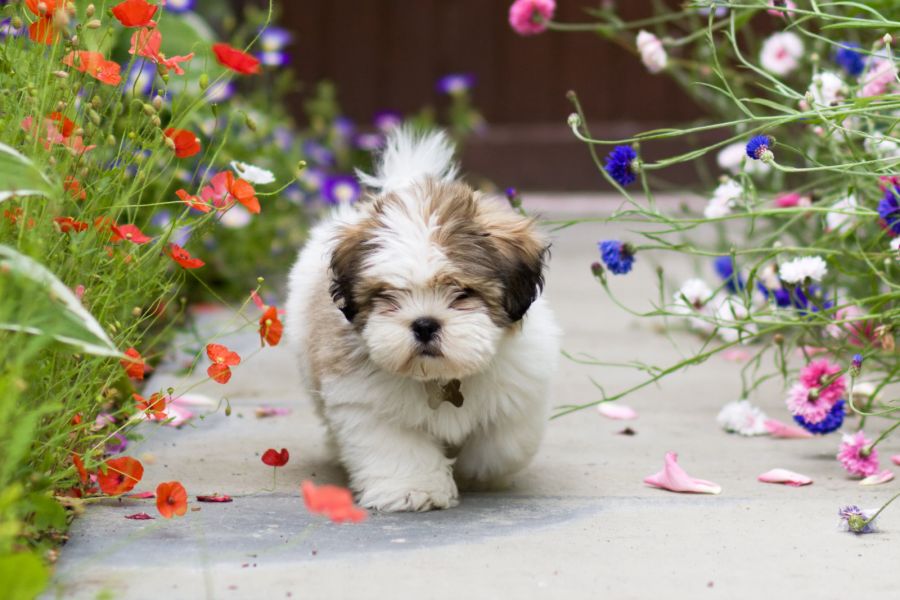 lhasa apso szczeniak idzie chodnikiem