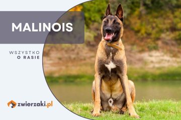 malinois