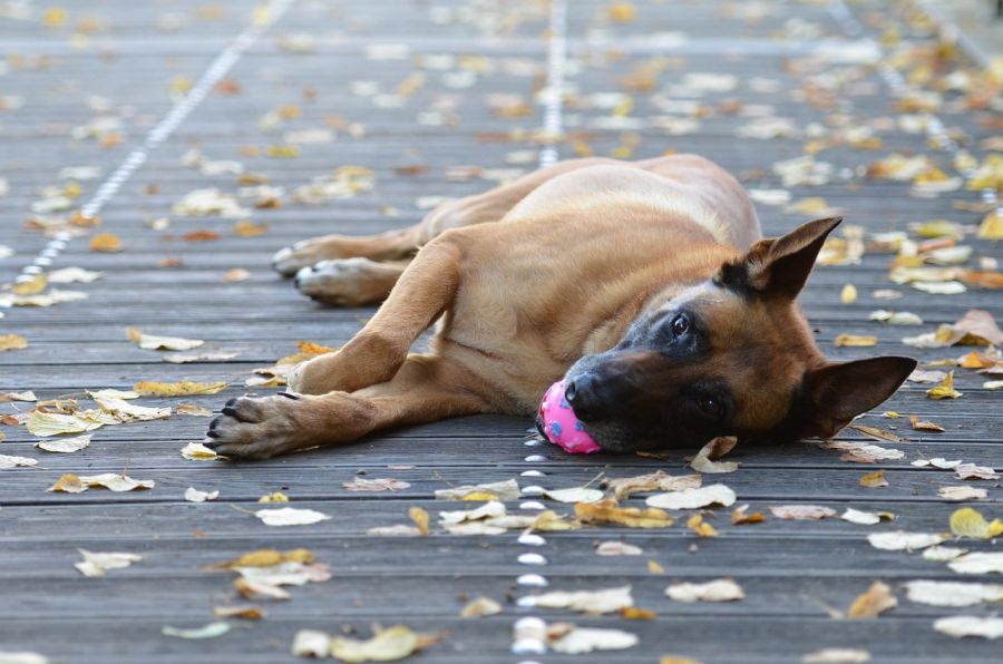 malinois owczarek belgijski pies leży na deskach z piłką